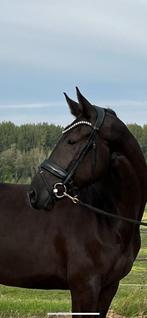 Knappe vier jarige KWPN dressuur ruin • Knap & Lief, Dieren en Toebehoren, Ruin, Dressuurpaard