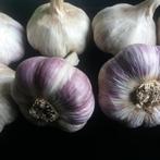 Knoflook Lydia, Tuin en Terras, Bloembollen en Zaden, Ophalen of Verzenden, Najaar, Volle zon, Knol