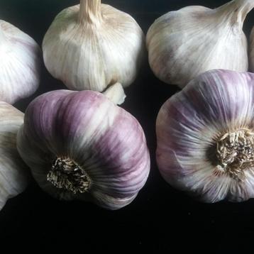 Knoflook Lydia beschikbaar voor biedingen