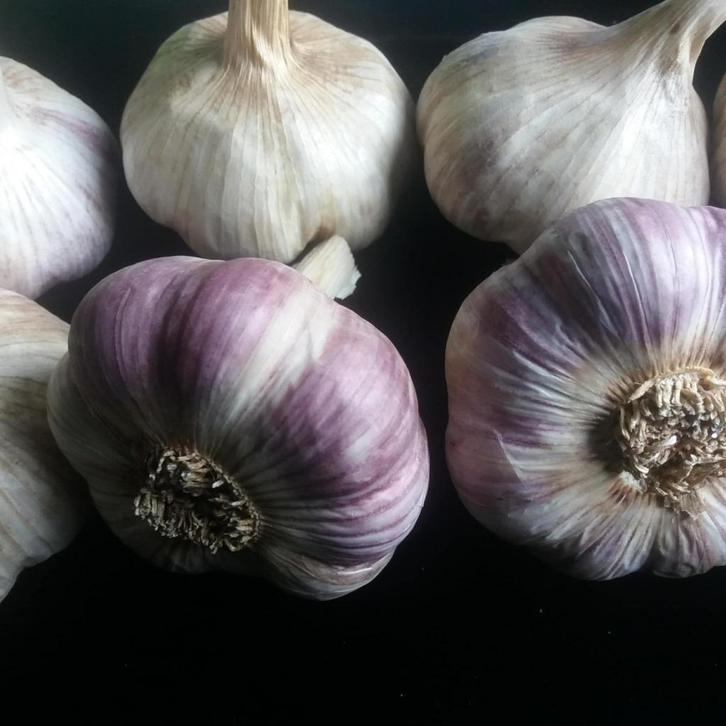 Knoflook Lydia, Tuin en Terras, Bloembollen en Zaden, Knol, Najaar, Volle zon, Ophalen of Verzenden