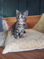 Lieve, mooie tamme kittens, Dieren en Toebehoren, Katten en Kittens | Raskatten | Korthaar, Meerdere dieren, Ontwormd