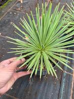 Agave nana, Tuin en Terras, Ophalen of Verzenden, Bloeit niet, Overige soorten, Volle zon