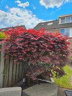 Japanse Esdoorn, Ophalen, Overige soorten, 250 tot 400 cm