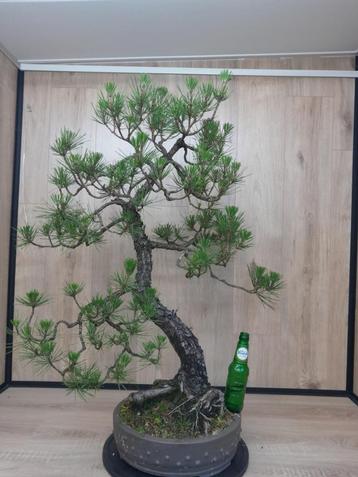 Bonsai Pinus thunbergii, zwarte den beschikbaar voor biedingen