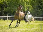 Stalling in Garderen, Dieren en Toebehoren, Weidegang, 2 of 3 paarden of pony's