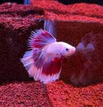 2x Betta halfmoon man, Vis, Zoetwatervis