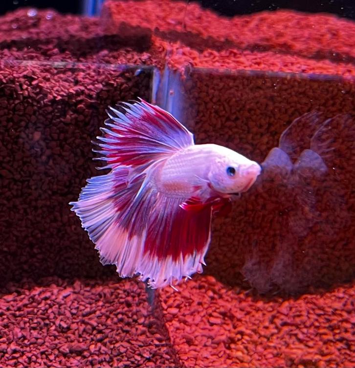 2x Betta halfmoon man, Dieren en Toebehoren, Vissen | Aquariumvissen, Zoetwatervis, Vis