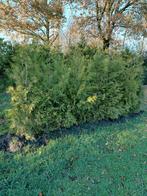 Thuja Brabant Conifeer Haag, Tuin en Terras, Planten | Struiken en Hagen, Ophalen of Verzenden, Conifeer, 100 tot 250 cm