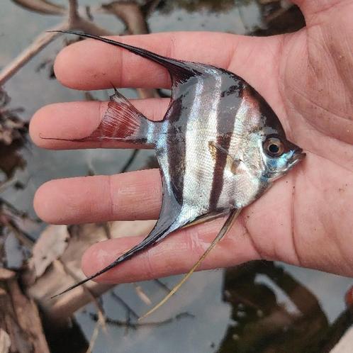 Pterophyllum altum, Dieren en Toebehoren, Vissen | Aquariumvissen, Vis