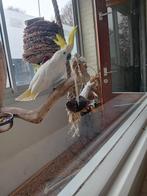 Witte kaketoe vrouwtje papieren alles aanwezig, Meerdere dieren, Parkiet