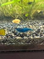 Blauwe garnalen tekoop, Kreeft, Krab of Garnaal