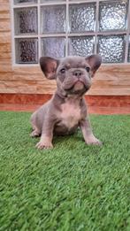 Mooiste franse bulldog pups van NL, Rabiës (hondsdolheid), 15 weken tot 1 jaar, Buitenland, Bulldog