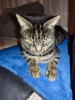 Siamees/Bengaal lieve kat, Dieren en Toebehoren, Kater