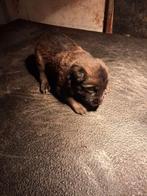 MECHELSEHERDER PUPS TOPNEST, Dieren en Toebehoren, Honden | Herdershonden en Veedrijvers, Rabiës (hondsdolheid), 8 tot 15 weken