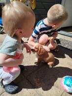 Boomer pup zoekt gouden huisje, 15 weken tot 1 jaar, Overige rassen, Teef, Eén hond