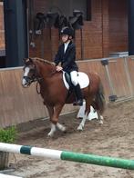 Super leuke, lieve B kinderpony (2006), Merrie, 11 jaar of ouder