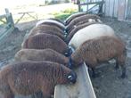 16  evenredige  rammen, Dieren en Toebehoren, Schapen, Geiten en Varkens, Mannelijk, Schaap, 0 tot 2 jaar