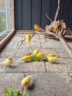 Nog 1 kanarie man te koop, Dieren en Toebehoren, Mannelijk, Kleurkanarie