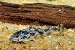 Aspidoras black fin (corydoras), Dieren en Toebehoren, Vis, Zoetwatervis, Schoolvis
