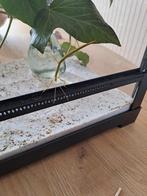 Wandelende takken, Dieren en Toebehoren, Insecten en Spinnen, Wandelende tak