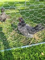 GEVRAAGD !! ruilen sebright haantje kip blauw gezoomd, Dieren en Toebehoren, Pluimvee, Mannelijk, Kip