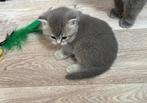 Britse korthaar kittens, Meerdere dieren, Kortharig, 0 tot 2 jaar