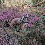 Franse Bulldog Dekreu fawn kleur met masker, Particulier, 3 tot 5 jaar, Reu, Nederland