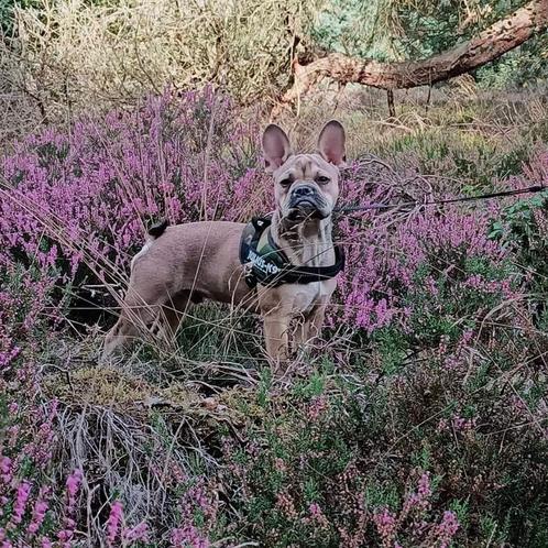 Franse Bulldog Dekreu fawn kleur met masker, Dieren en Toebehoren, Honden | Dekreuen, Reu, Particulier, Eén hond, Nederland, 3 tot 5 jaar