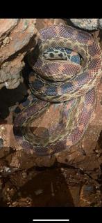 Stier slang, Slang, 0 tot 2 jaar