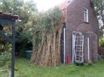 bamboe stengels, Bamboe, Ophalen, 250 cm of meer