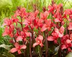 Canna Pink Paradise bollen, Tuin en Terras, Ophalen of Verzenden, Voorjaar, Volle zon, Knol
