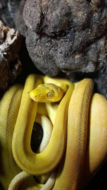 Corallus Hortulanus 1.1 incl toebehoren beschikbaar voor biedingen