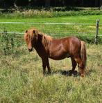 Shetland hengst veulen, Dieren en Toebehoren, Pony's, Hengst, A pony (tot 1.17m), Onbeleerd, Recreatiepony