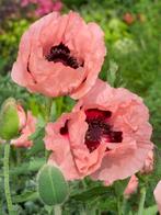 Papaver orientale princess vict. louise - 1e jrs zaailingen, Volle zon, Vaste plant, Zomer, Ophalen