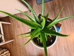 Grote Aloë vera plant met sierpot, Ophalen, Vetplant, Halfschaduw, In pot