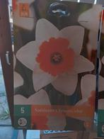New narcissen, Ophalen of Verzenden, Volle zon