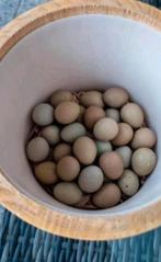 Dagelijks verse Chinese dwergkwartel eieren/ broedeieren, Dieren en Toebehoren, Pluimvee