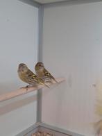 5-5 Europese sijs pastel en bruin, Meerdere dieren, Wildzangvogel, Geringd