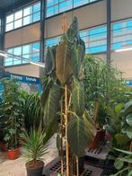 Philodendron Melanochrysum – 250cm grote klimmer, Huis en Inrichting, Kamerplanten, Ophalen, Halfschaduw, 200 cm of meer