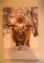 Schilderij: Schotse Hooglander in de Sneeuw, Ophalen, Zo goed als nieuw, Schilderij, Oorspronkelijke maker