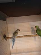 Diverse soorten vogels en aluminium voliere panelen, Dieren en Toebehoren, Vogels | Parkieten en Papegaaien, Meerdere dieren, Parkiet