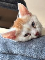 Kittens, Poes, Ontwormd, 0 tot 2 jaar