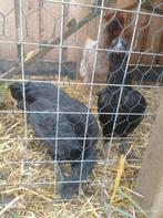 Ajam Cemani haan, Dieren en Toebehoren, Pluimvee, Mannelijk, Kip