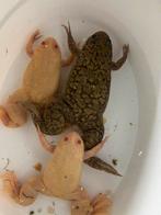 3 volwassen klauw kikkers, Dieren en Toebehoren, Reptielen en Amfibieën, 0 tot 2 jaar