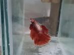 Betta splendens super delta kempvis man, Dieren en Toebehoren, Vissen | Aquariumvissen, Vis, Zoetwatervis