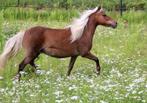 zilverbruin NMPRS merrie /NMPRS  50% AMHA hengst veulen valk, Dieren en Toebehoren, Pony's, Meerdere dieren, Recreatiepony, Ontwormd