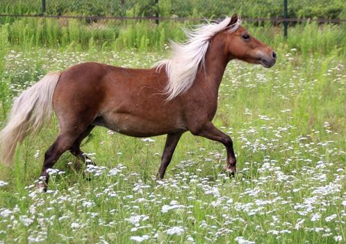 zilverbruin NMPRS merrie /NMPRS  50% AMHA hengst veulen valk, Dieren en Toebehoren, Pony's, Meerdere dieren, Recreatiepony, 0 tot 2 jaar