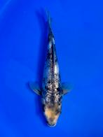 VHQ Tateshita Ginrin Shiro Utsuri 25-30cm Japanse koi, Karper of Koi