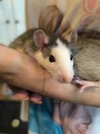 Ratten / Rat (Baby's/juveniles), Juli, Meerdere dieren