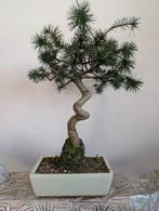 Pinus Sylvestris, Bloeit niet, Halfschaduw, Minder dan 100 cm, Overige soorten